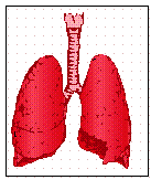 Lungs Graphic